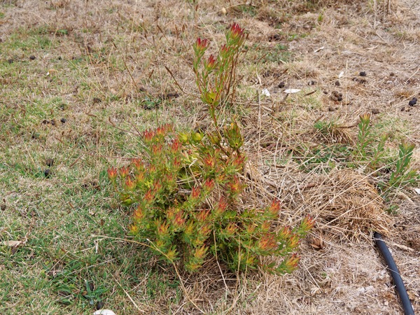 https://lemis.nyc3.digitaloceanspaces.com/grog/Photos/20250320/small/Leucadendron.jpeg