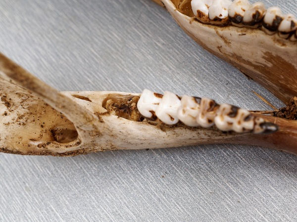 https://lemis.nyc3.digitaloceanspaces.com/grog/Photos/20250328/small/Macropod-jaw-5.jpeg