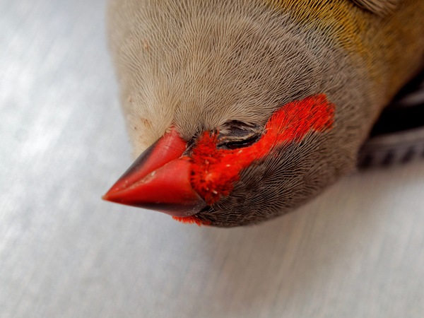 https://lemis.nyc3.digitaloceanspaces.com/grog/Photos/20250328/small/Red-browed-finch-13.jpeg