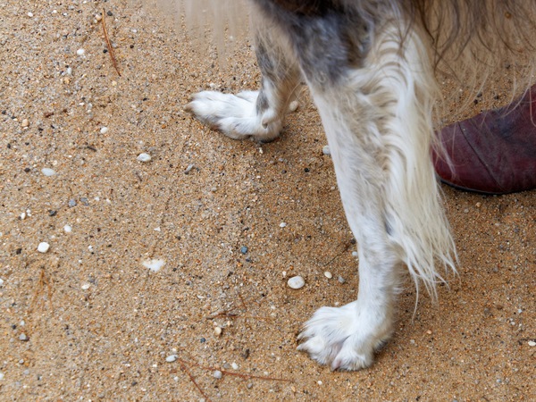 https://lemis.nyc3.digitaloceanspaces.com/grog/Photos/20250407/small/Larissas-paw-4.jpeg