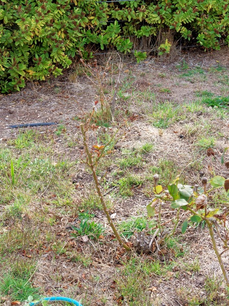 https://lemis.nyc3.digitaloceanspaces.com/grog/Photos/20250413/small/Dry-garden-1.jpeg