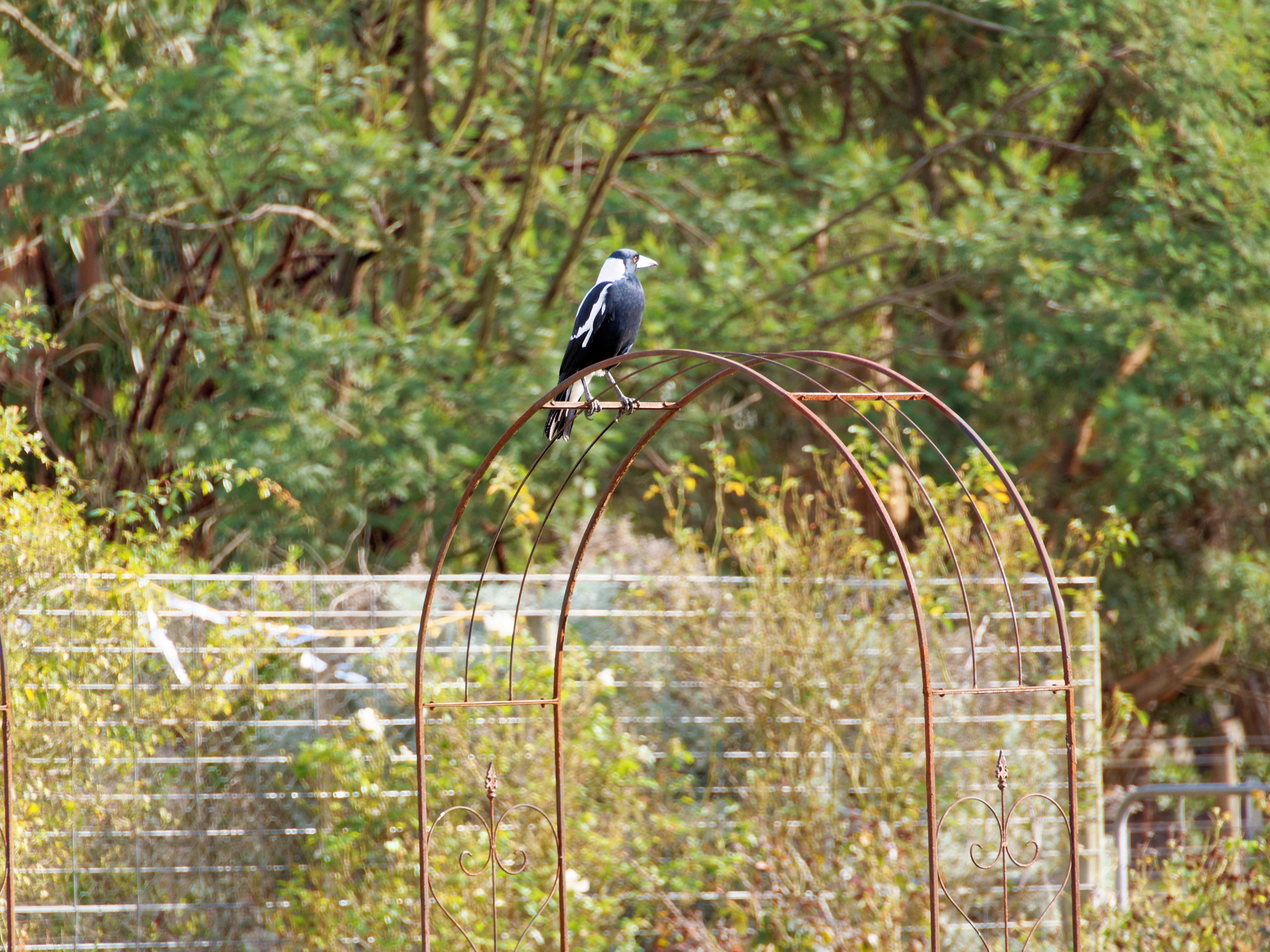 https://lemis.nyc3.digitaloceanspaces.com/grog/Photos/20250421/big/Magpie-1.jpeg