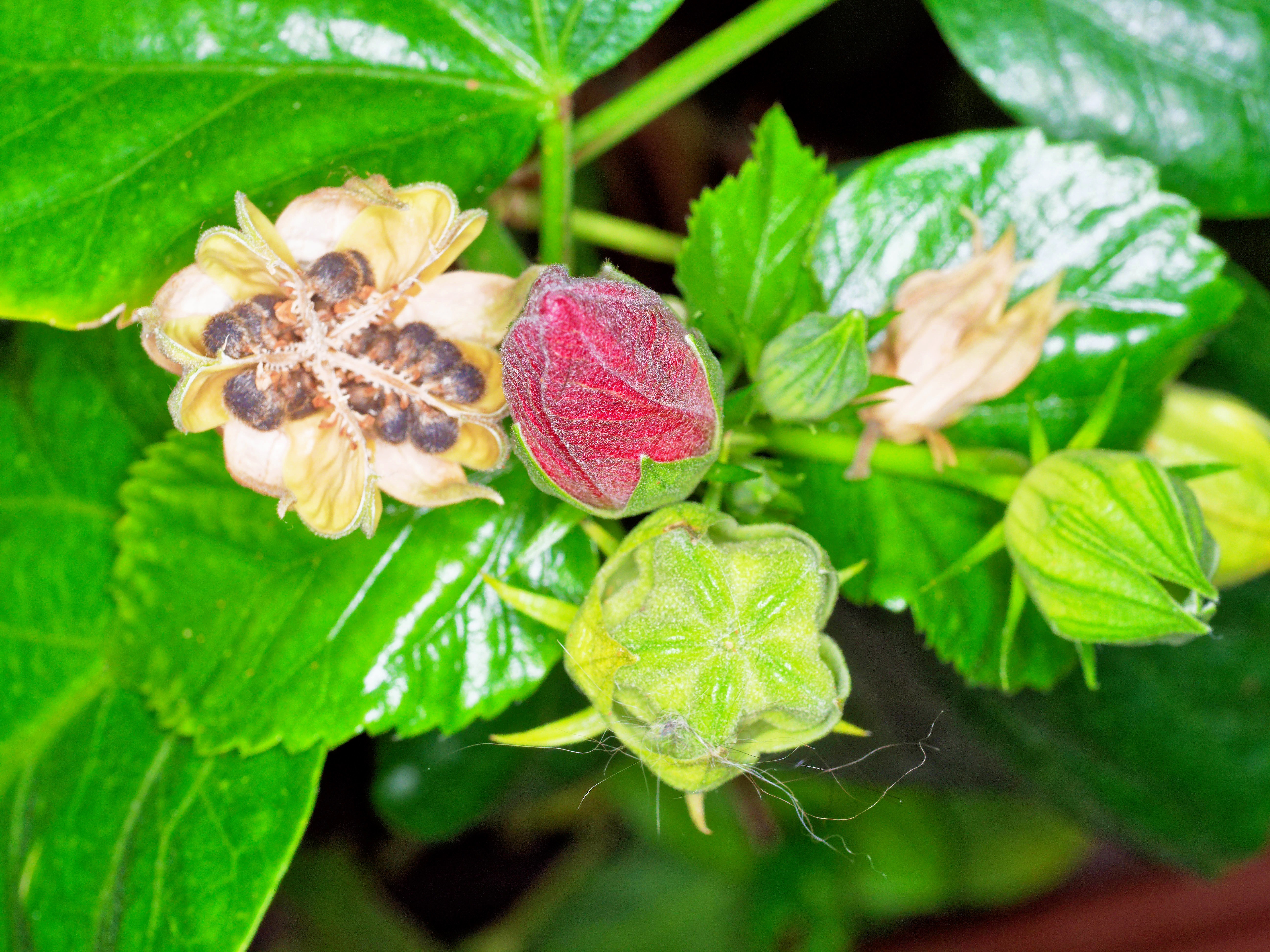 https://lemis.nyc3.digitaloceanspaces.com/grog/Photos/20250518/big/Hibiscus-seeds-6.jpeg