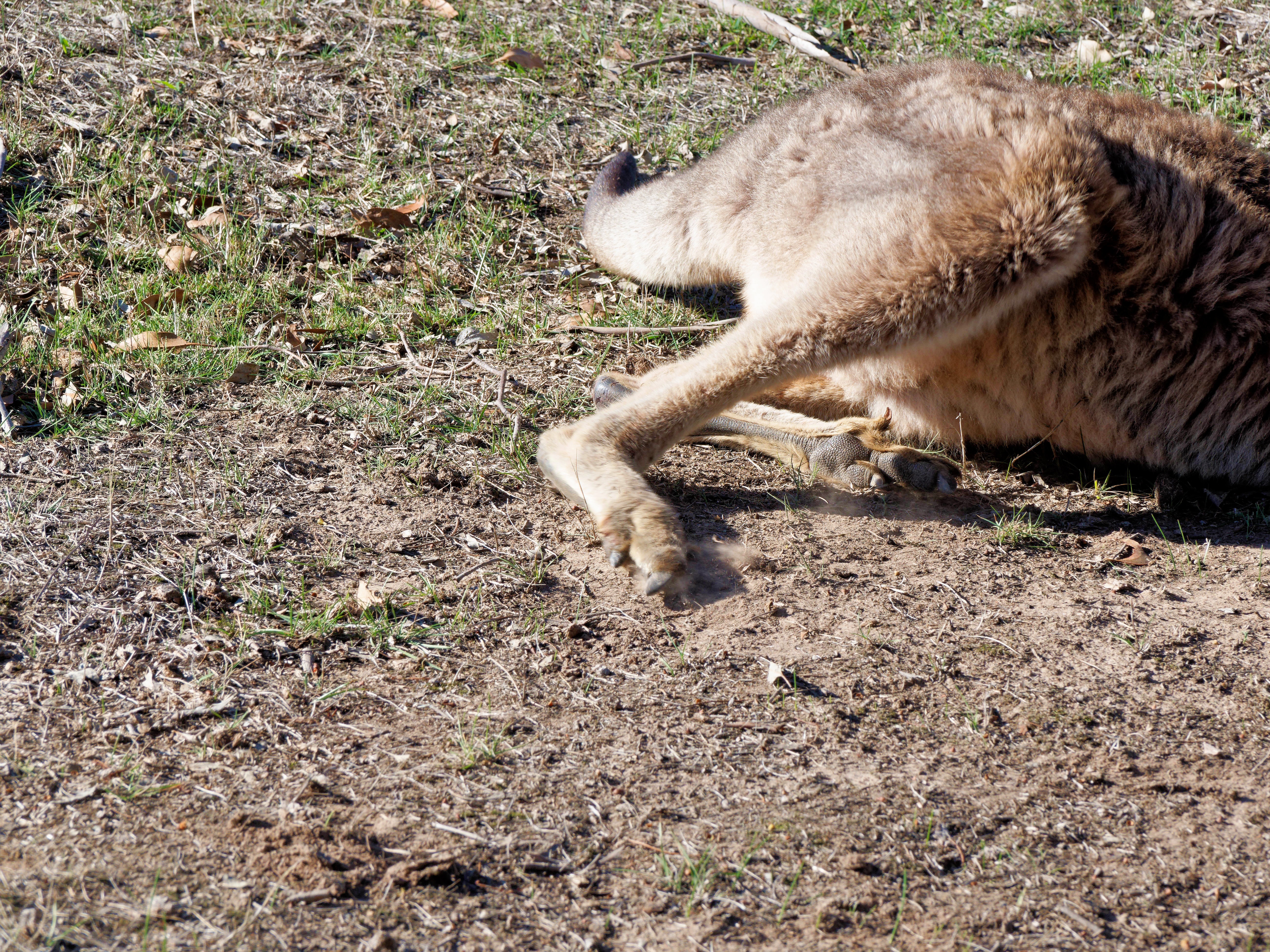 https://lemis.nyc3.digitaloceanspaces.com/grog/Photos/20250520/big/Injured-kangaroo-7.jpeg