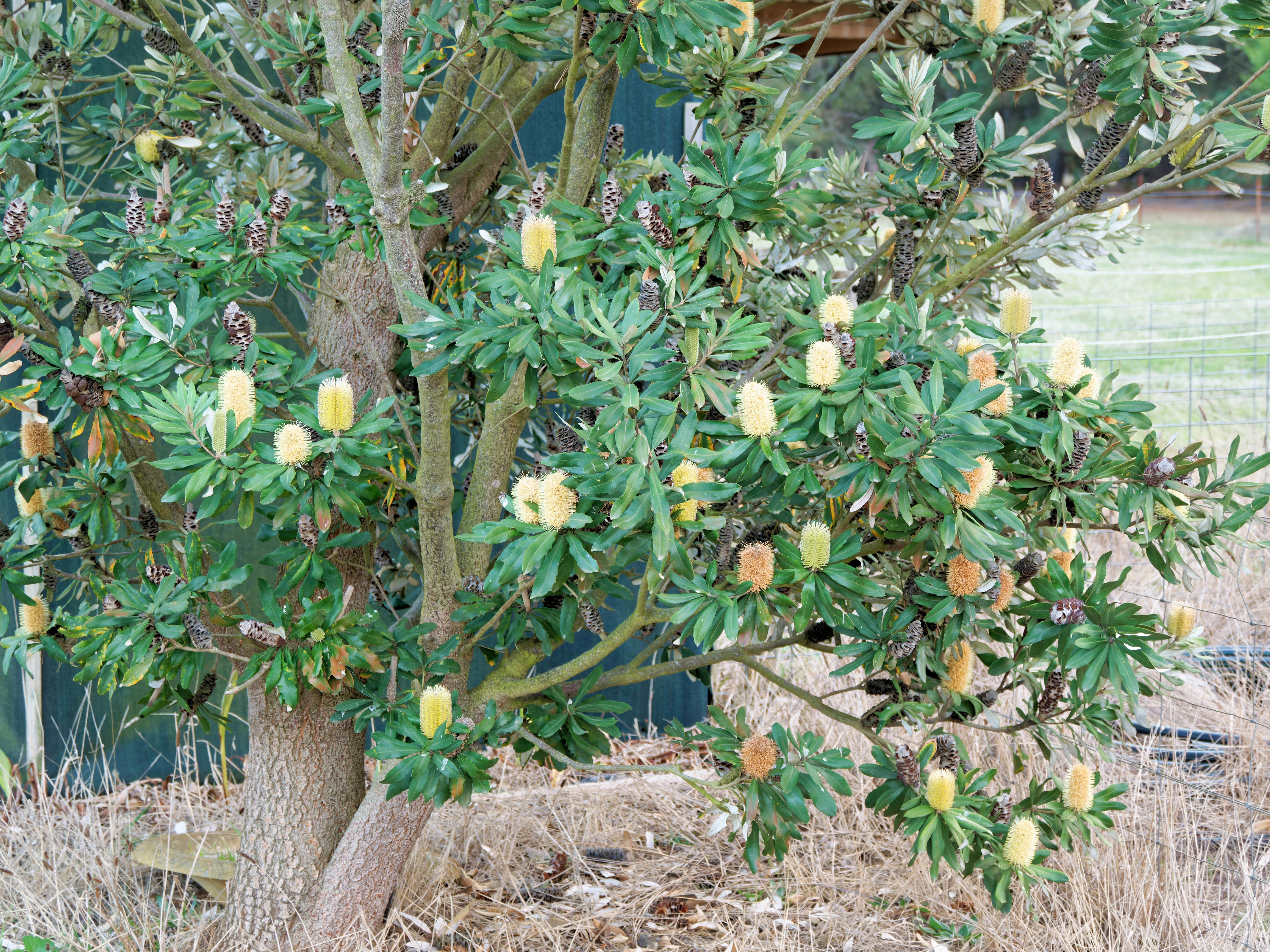 https://lemis.nyc3.digitaloceanspaces.com/grog/Photos/20250522/big/Banksia-2.jpeg