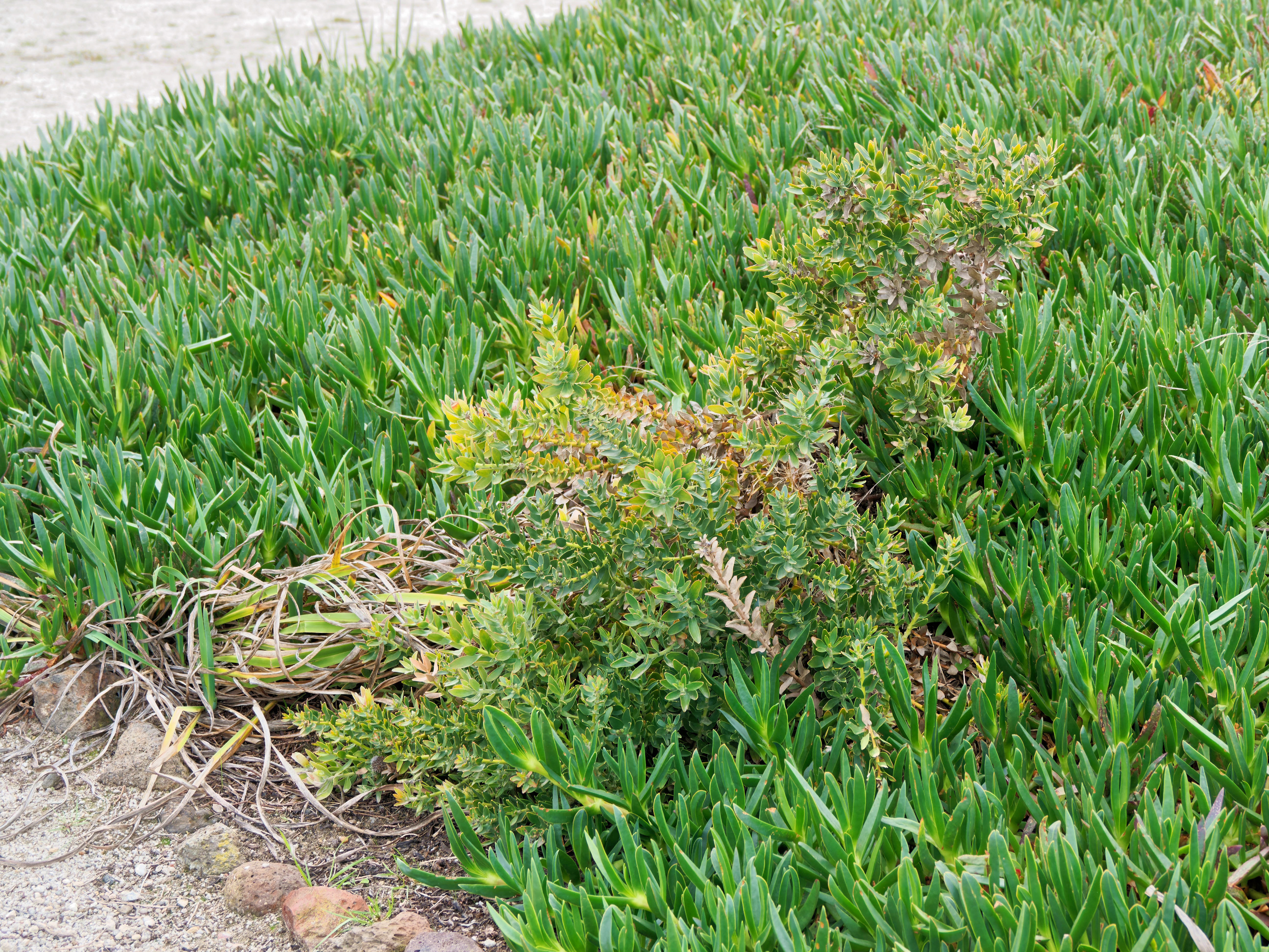 https://lemis.nyc3.digitaloceanspaces.com/grog/Photos/20250522/big/Leucadendron-1.jpeg