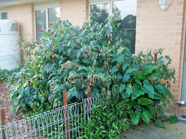 https://lemis.nyc3.digitaloceanspaces.com/grog/Photos/20250522/small/Abutilon-1.jpeg
