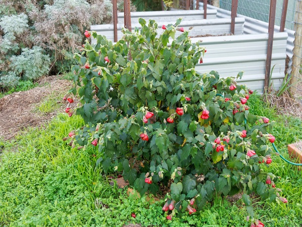 https://lemis.nyc3.digitaloceanspaces.com/grog/Photos/20250522/small/Abutilon-2.jpeg