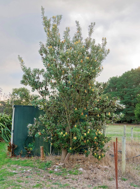 https://lemis.nyc3.digitaloceanspaces.com/grog/Photos/20250522/small/Banksia-1.jpeg