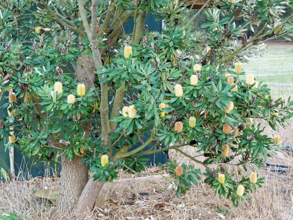 https://lemis.nyc3.digitaloceanspaces.com/grog/Photos/20250522/small/Banksia-3.jpeg