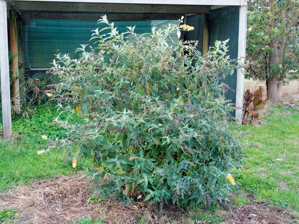 https://lemis.nyc3.digitaloceanspaces.com/grog/Photos/20250522/small/Buddleja-1.jpeg