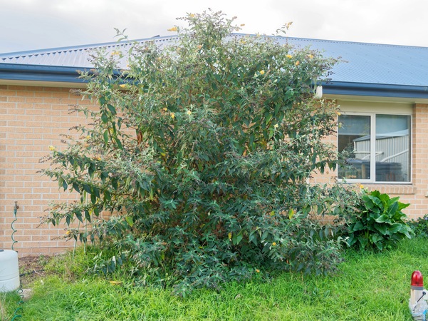 https://lemis.nyc3.digitaloceanspaces.com/grog/Photos/20250522/small/Buddleja-2.jpeg