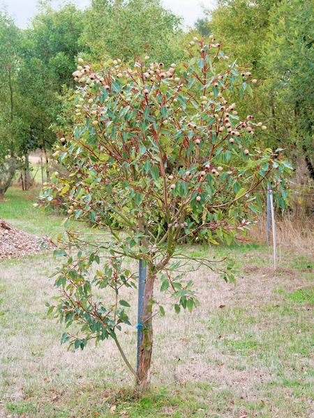 https://lemis.nyc3.digitaloceanspaces.com/grog/Photos/20250522/small/Corymbia-ficifolia.jpeg