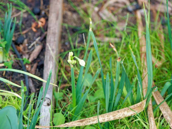 https://lemis.nyc3.digitaloceanspaces.com/grog/Photos/20250522/small/First-bulb-of-spring.jpeg
