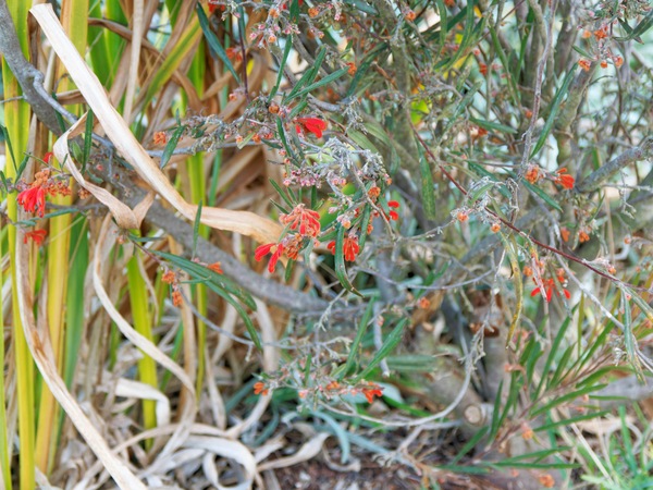 https://lemis.nyc3.digitaloceanspaces.com/grog/Photos/20250522/small/Grevillea-2.jpeg