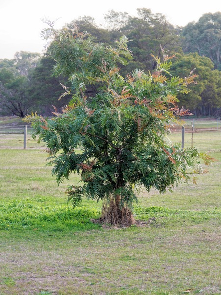 https://lemis.nyc3.digitaloceanspaces.com/grog/Photos/20250522/small/Grevillea-3.jpeg