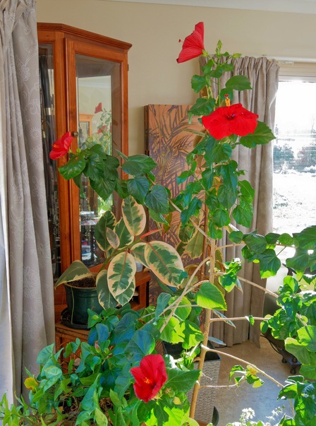 https://lemis.nyc3.digitaloceanspaces.com/grog/Photos/20250522/small/Hibiscus-rosa-sinensis-2.jpeg