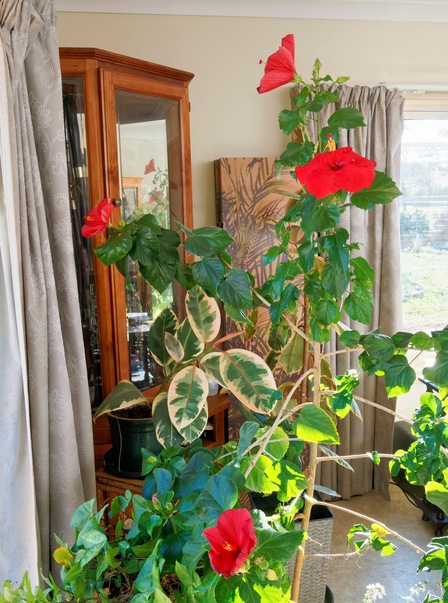 https://lemis.nyc3.digitaloceanspaces.com/grog/Photos/20250522/small/Hibiscus-rosa-sinensis-3.jpeg
