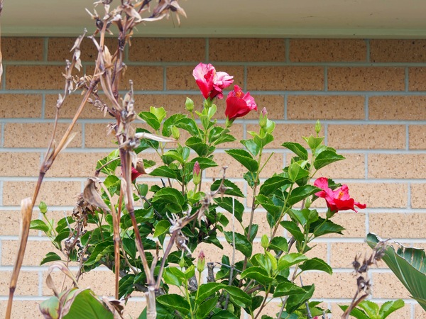 https://lemis.nyc3.digitaloceanspaces.com/grog/Photos/20250522/small/Hibiscus-rosa-sinensis-4.jpeg