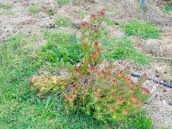 https://lemis.nyc3.digitaloceanspaces.com/grog/Photos/20250522/small/Leucadendron-2.jpeg