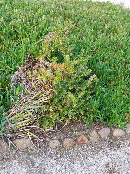 https://lemis.nyc3.digitaloceanspaces.com/grog/Photos/20250522/small/Leucadendron-3.jpeg