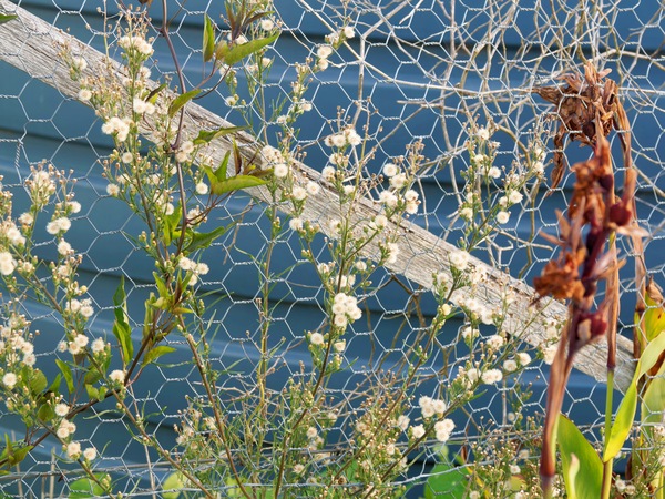 https://lemis.nyc3.digitaloceanspaces.com/grog/Photos/20250522/small/Mystery-flower.jpeg