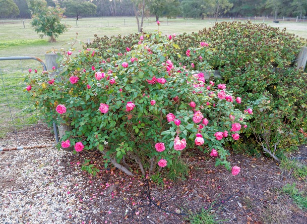 https://lemis.nyc3.digitaloceanspaces.com/grog/Photos/20250522/small/Roses-5.jpeg