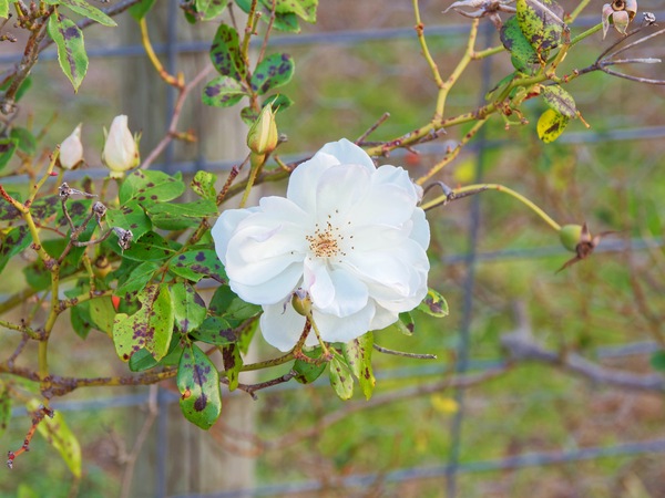 https://lemis.nyc3.digitaloceanspaces.com/grog/Photos/20250522/small/Roses-6.jpeg