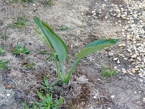 https://lemis.nyc3.digitaloceanspaces.com/grog/Photos/20250522/small/Strelitzia-reginae-1.jpeg