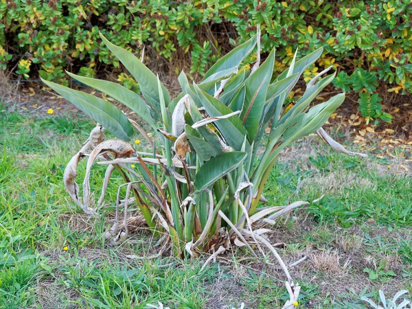 https://lemis.nyc3.digitaloceanspaces.com/grog/Photos/20250522/small/Strelitzia-reginae-2.jpeg