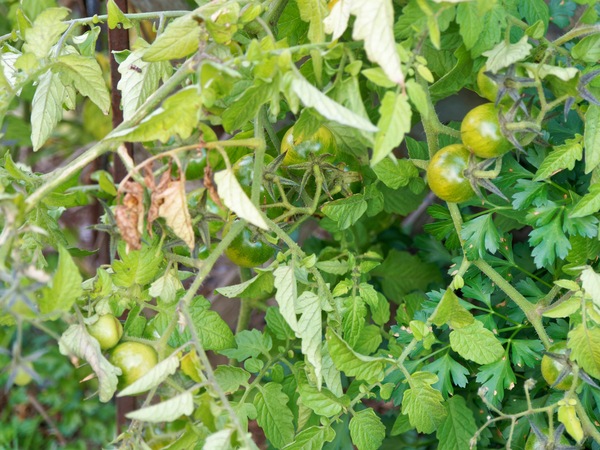 https://lemis.nyc3.digitaloceanspaces.com/grog/Photos/20250522/small/Tomato-2.jpeg