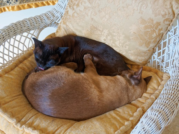 https://lemis.nyc3.digitaloceanspaces.com/grog/Photos/20250524/small/Mona-Bruno-9.jpeg