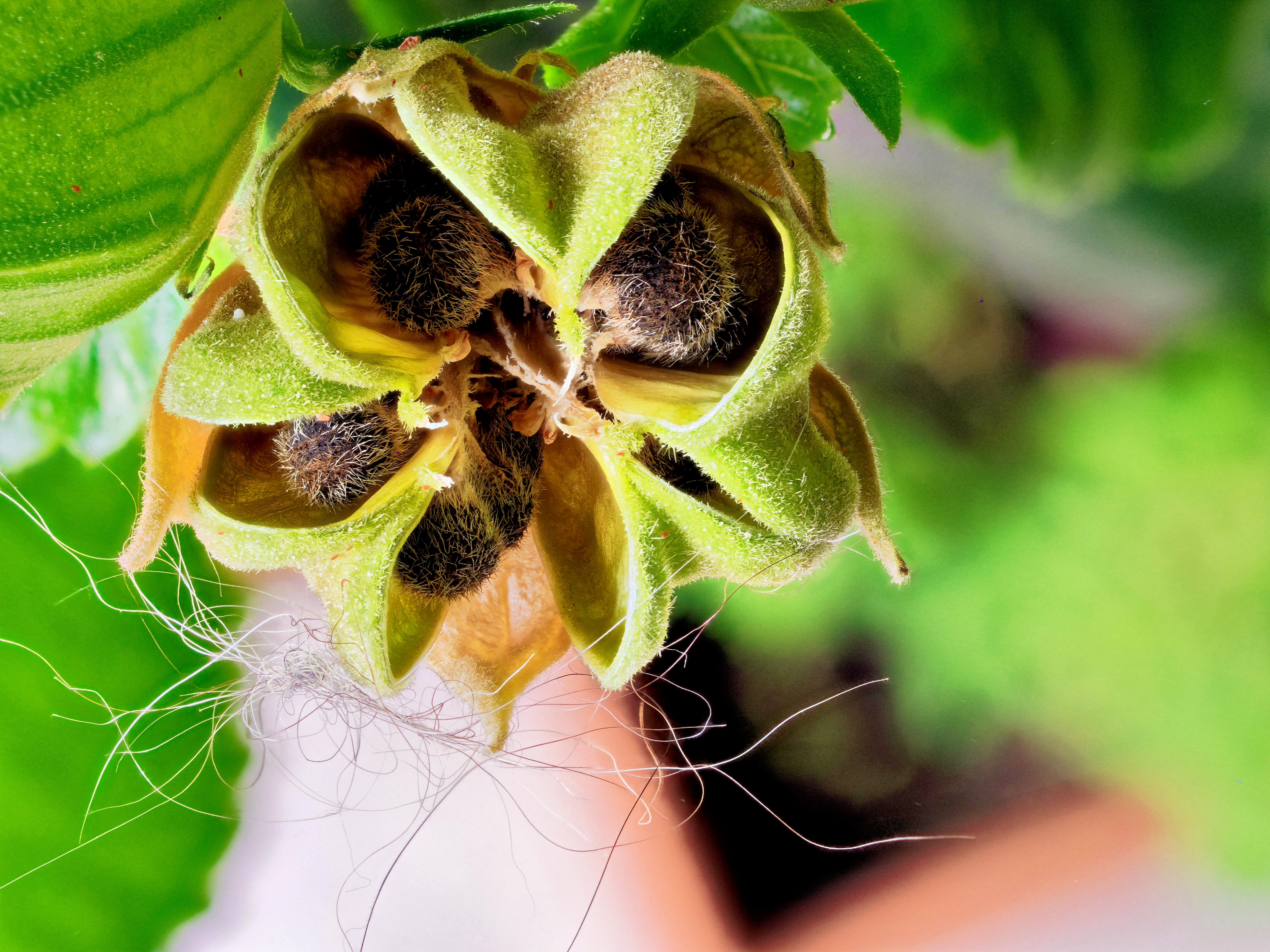 https://lemis.nyc3.digitaloceanspaces.com/grog/Photos/20250601/big/Hibiscus-seeds-2-PMax.jpeg