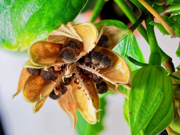 https://lemis.nyc3.digitaloceanspaces.com/grog/Photos/20250601/small/Hibiscus-seeds-1-DMap.jpeg
