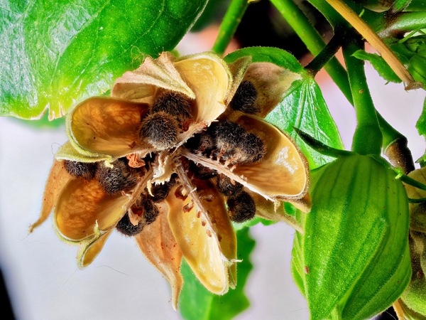 https://lemis.nyc3.digitaloceanspaces.com/grog/Photos/20250601/small/Hibiscus-seeds-1-PMax.jpeg
