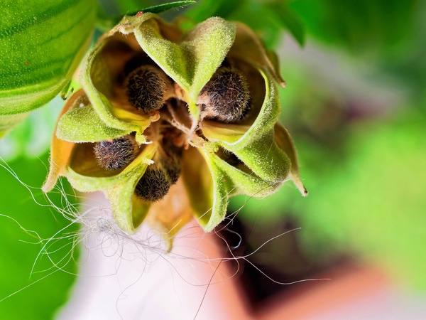 https://lemis.nyc3.digitaloceanspaces.com/grog/Photos/20250601/small/Hibiscus-seeds-3-DMap.jpeg