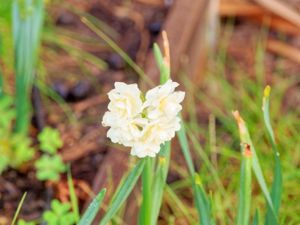 https://lemis.nyc3.digitaloceanspaces.com/grog/Photos/20250603/small/Bulbs-2.jpeg
