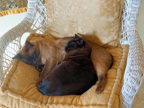 https://lemis.nyc3.digitaloceanspaces.com/grog/Photos/20250605/small/Bruno-Mona-1.jpeg
