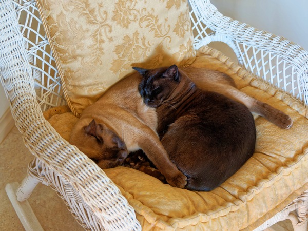 https://lemis.nyc3.digitaloceanspaces.com/grog/Photos/20250605/small/Bruno-Mona-2.jpeg