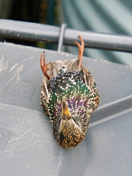 https://lemis.nyc3.digitaloceanspaces.com/grog/Photos/20250612/small/Bird-5.jpeg