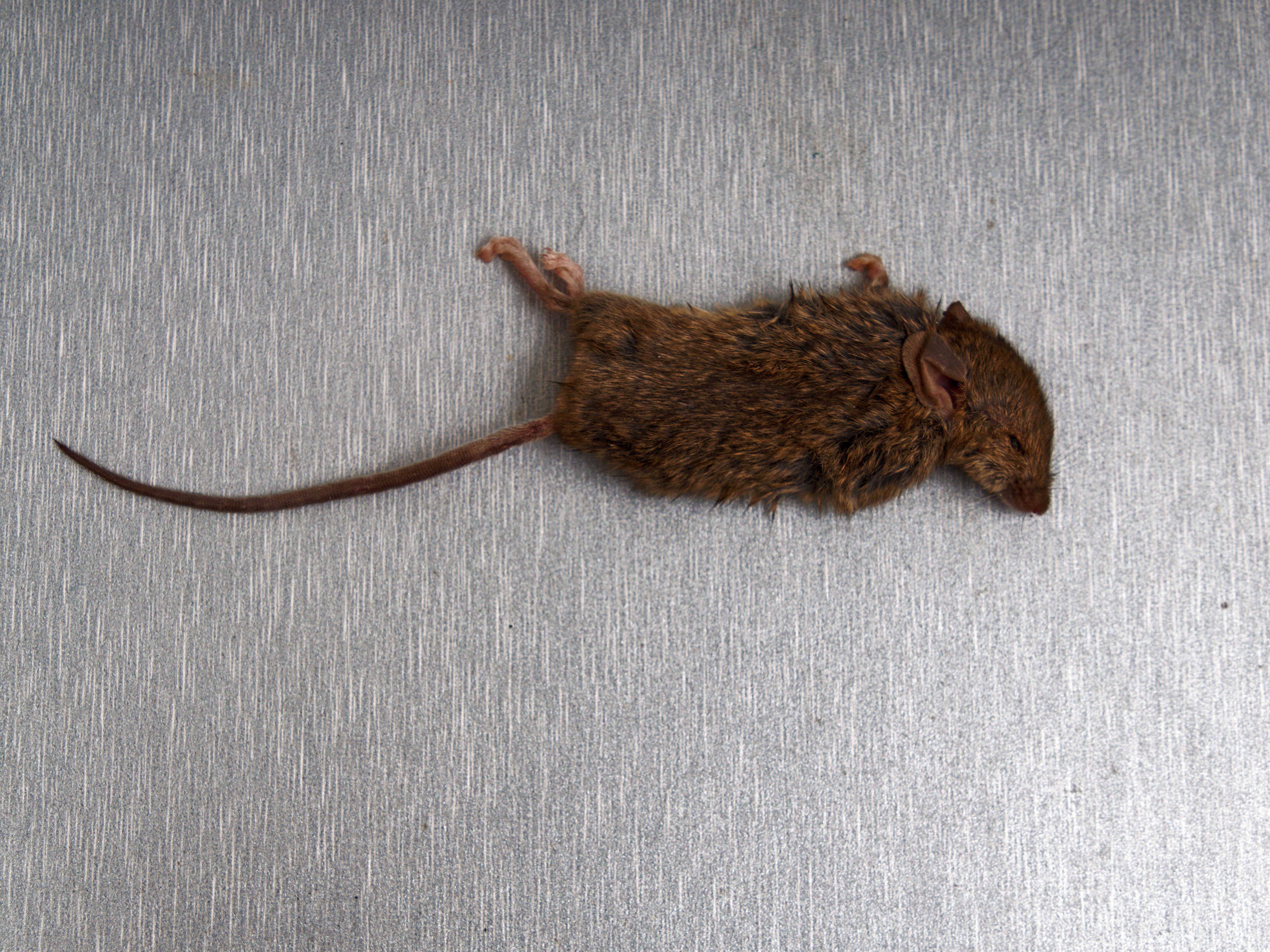 https://lemis.nyc3.digitaloceanspaces.com/grog/Photos/20250613/big/Dead-mouse-1.jpeg