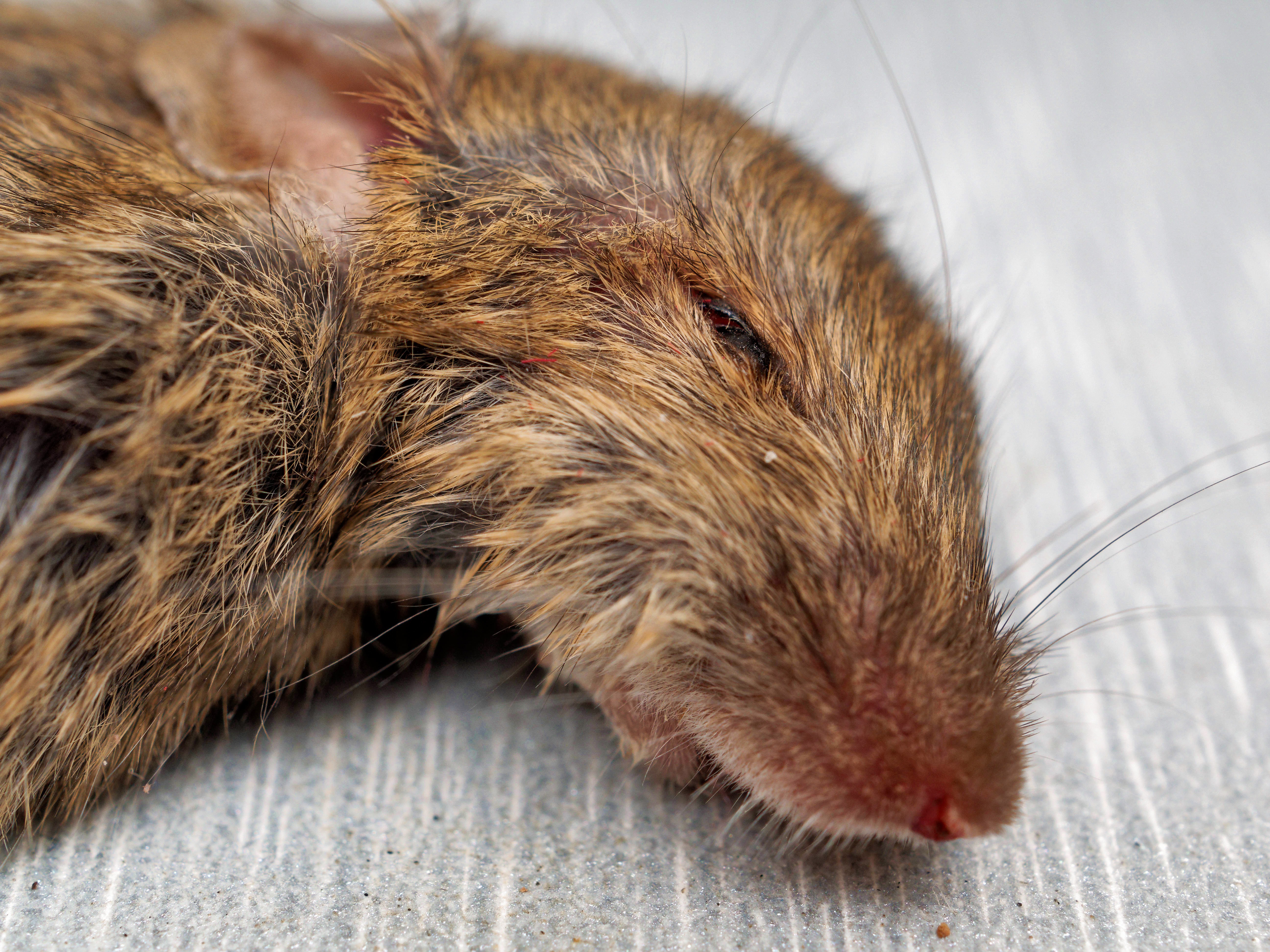 https://lemis.nyc3.digitaloceanspaces.com/grog/Photos/20250613/big/Dead-mouse-3.jpeg