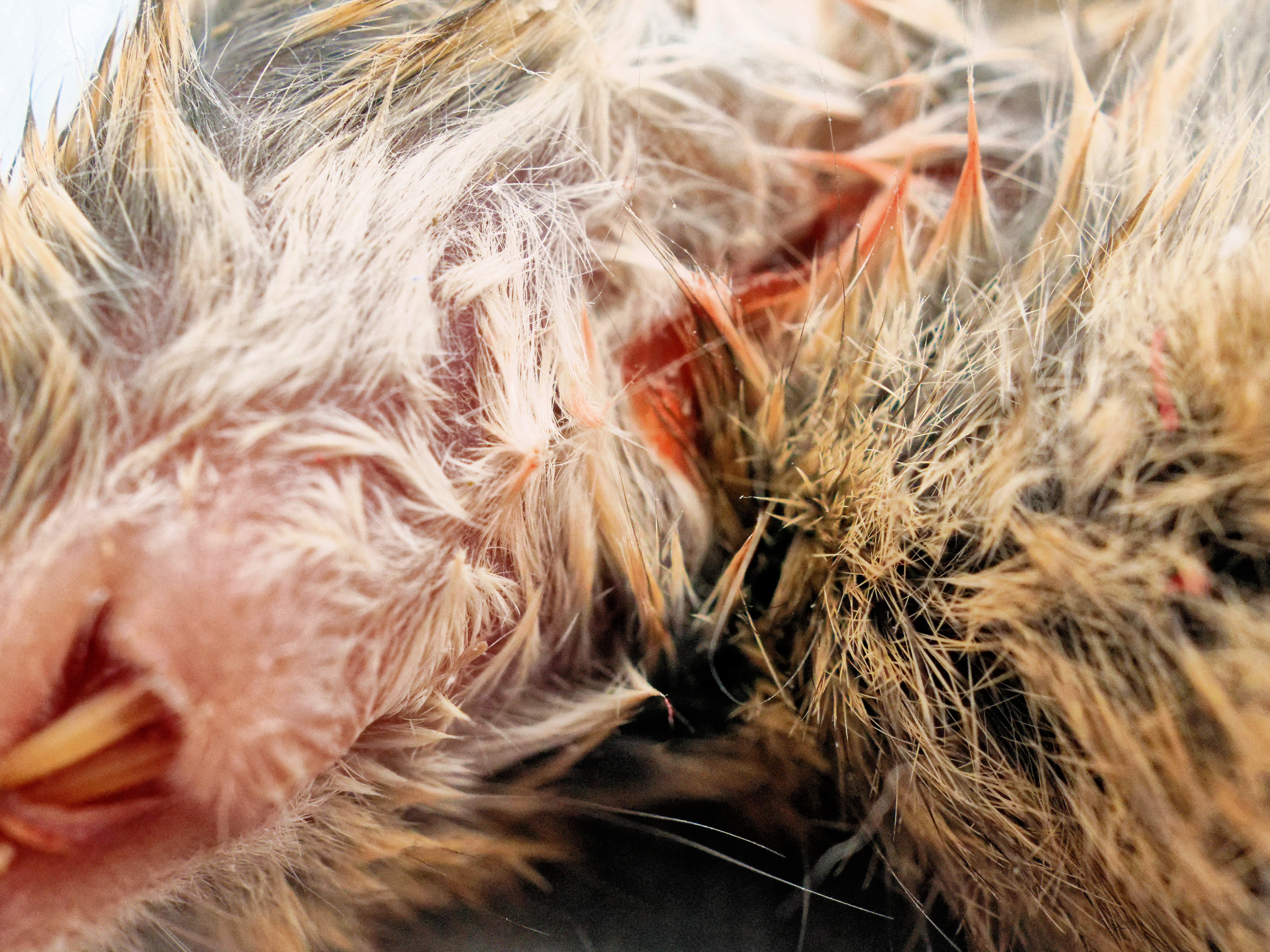 https://lemis.nyc3.digitaloceanspaces.com/grog/Photos/20250613/big/Dead-mouse-6.jpeg