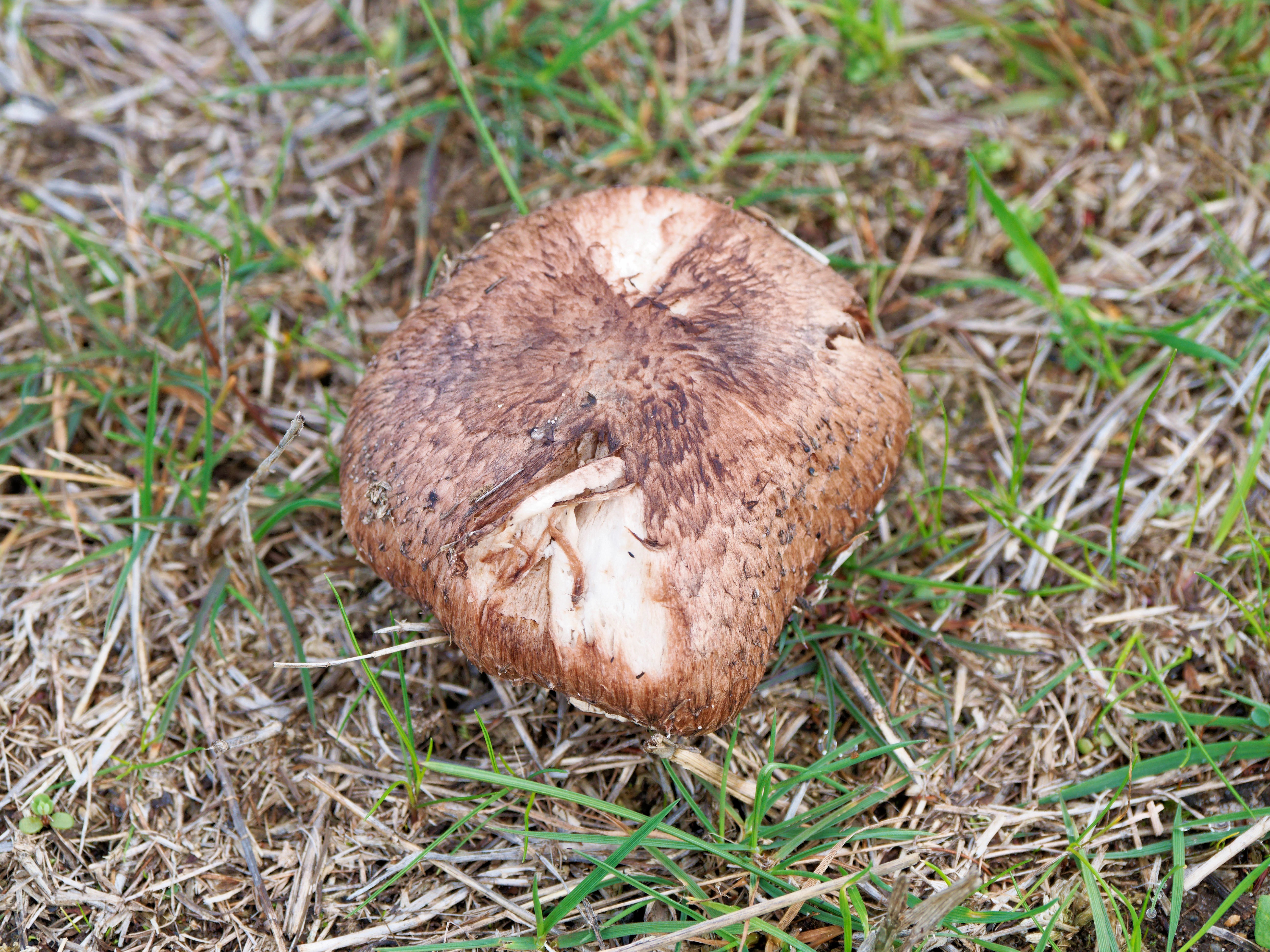 https://lemis.nyc3.digitaloceanspaces.com/grog/Photos/20250614/big/Mushrooms-3.jpeg