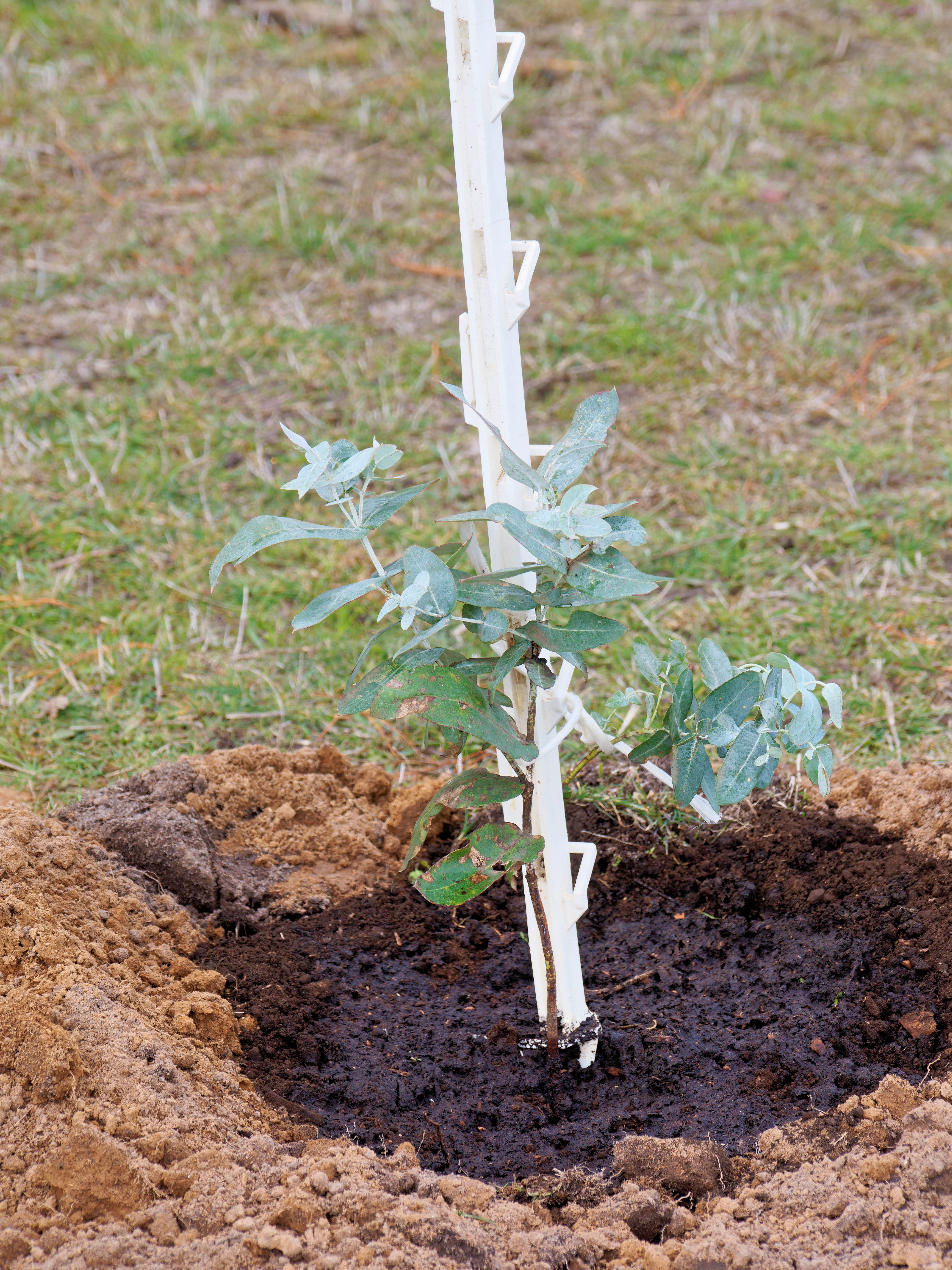 https://lemis.nyc3.digitaloceanspaces.com/grog/Photos/20250614/big/Planting-trees-4.jpeg