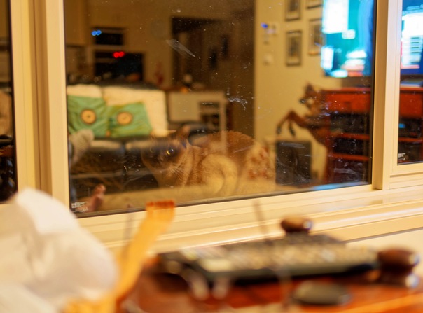 https://lemis.nyc3.digitaloceanspaces.com/grog/Photos/20250614/small/Bruno-1.jpeg
