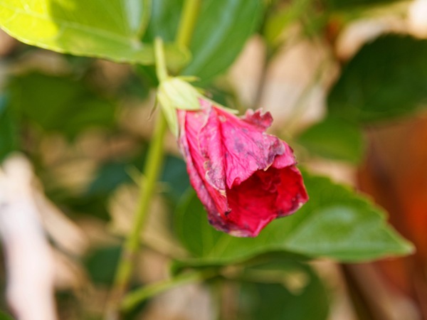 https://lemis.nyc3.digitaloceanspaces.com/grog/Photos/20250614/small/Hibiscus-rosa-sinensis-2.jpeg