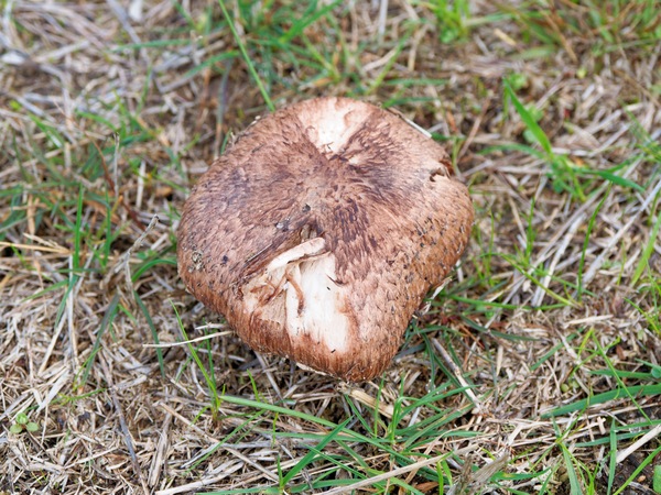 https://lemis.nyc3.digitaloceanspaces.com/grog/Photos/20250614/small/Mushrooms-3.jpeg