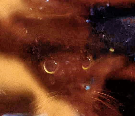 https://lemis.nyc3.digitaloceanspaces.com/grog/Photos/20250618/big/Mona-Bruno-1-detail-optimized.jpeg