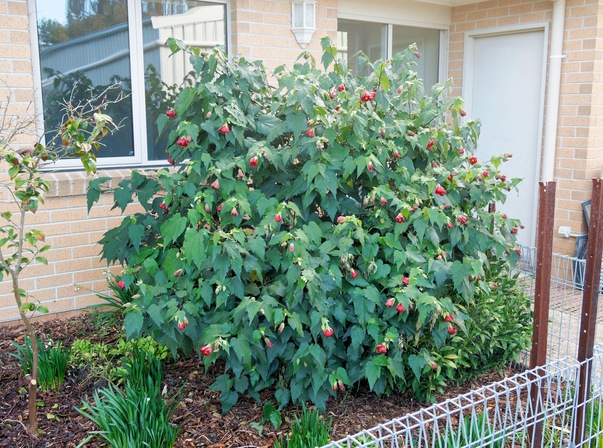 https://lemis.nyc3.digitaloceanspaces.com/grog/Photos/20250621/small/Abutilon-1.jpeg